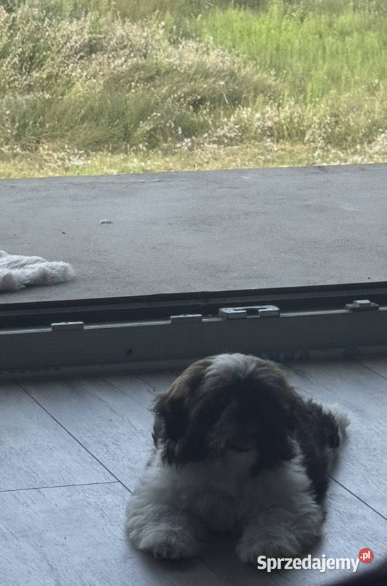 Sprzedam suczkę rasy Shih Tzu 4 miesiące Sanniki