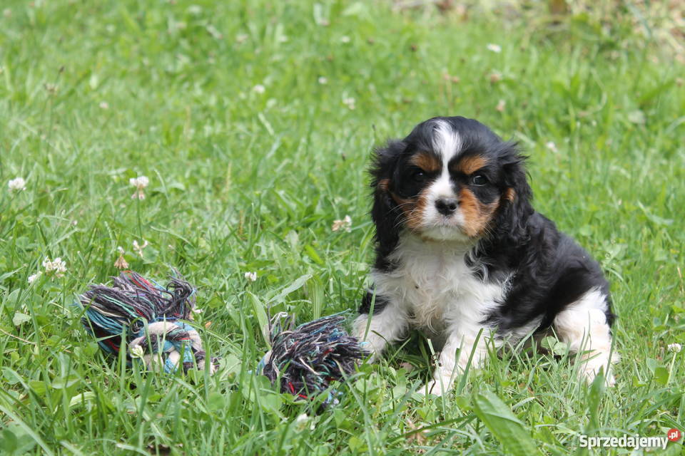 cavalier king charles spaniel szczenięta