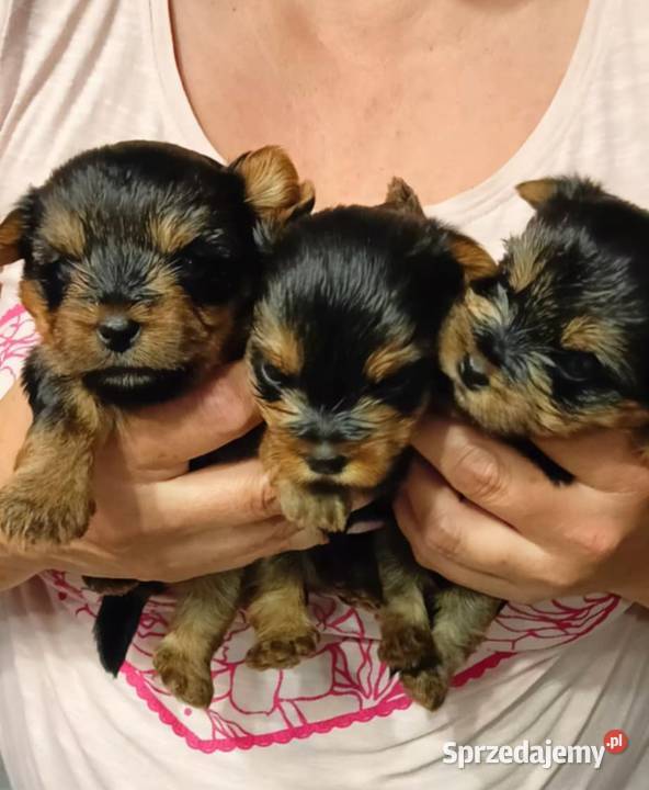 Jedna dziewczynka i dwóch chłopaków sprzedam