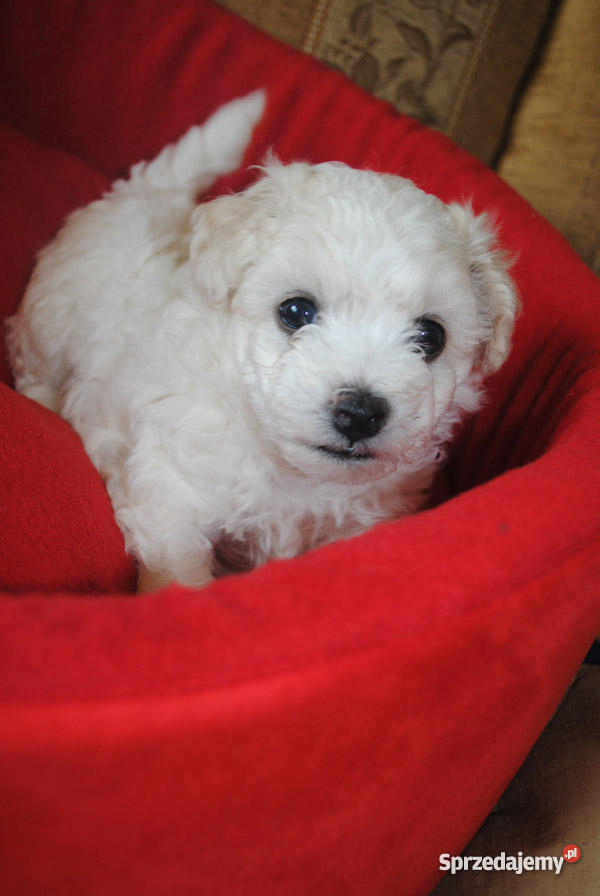Bichon Frise Maltańczyk z rodowodem Łomianki
