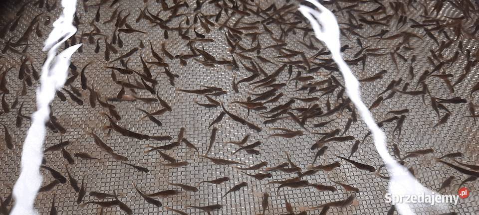 Wylęg pstrąga tęczowego