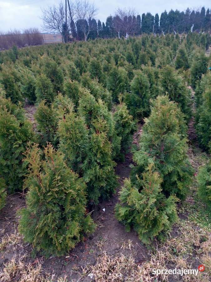Wyprzedaż po 9zl.tuja sznaragd 2 klasa