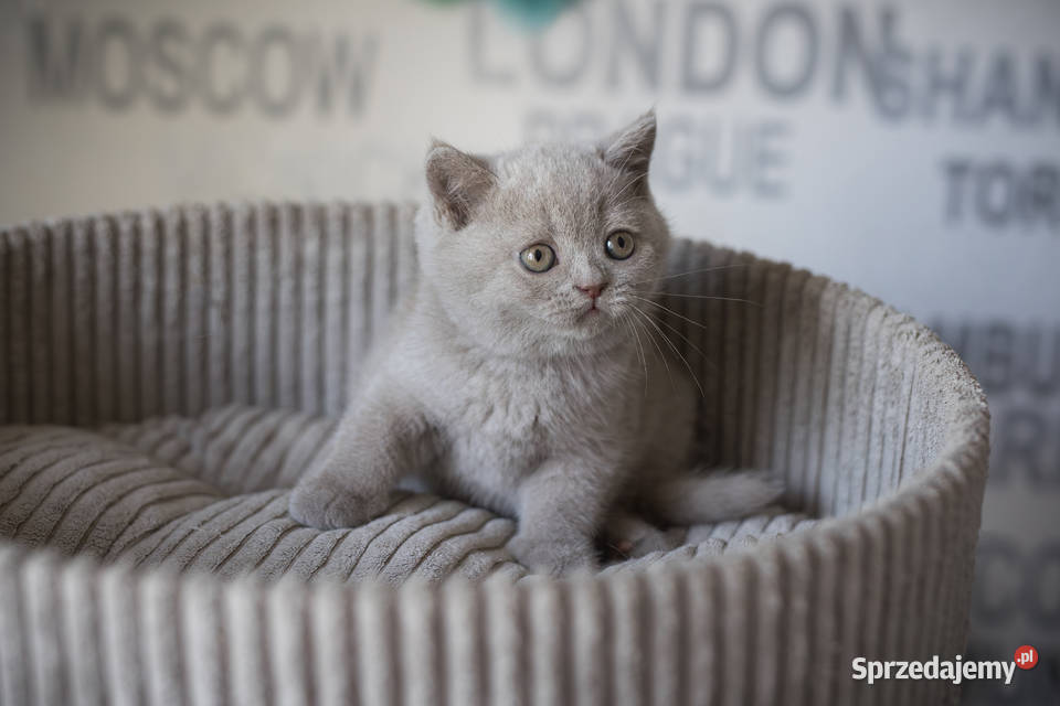 Brytyjski Krótkowłosy Krótkowłosa Płowa Tęczowy Kaźmierz