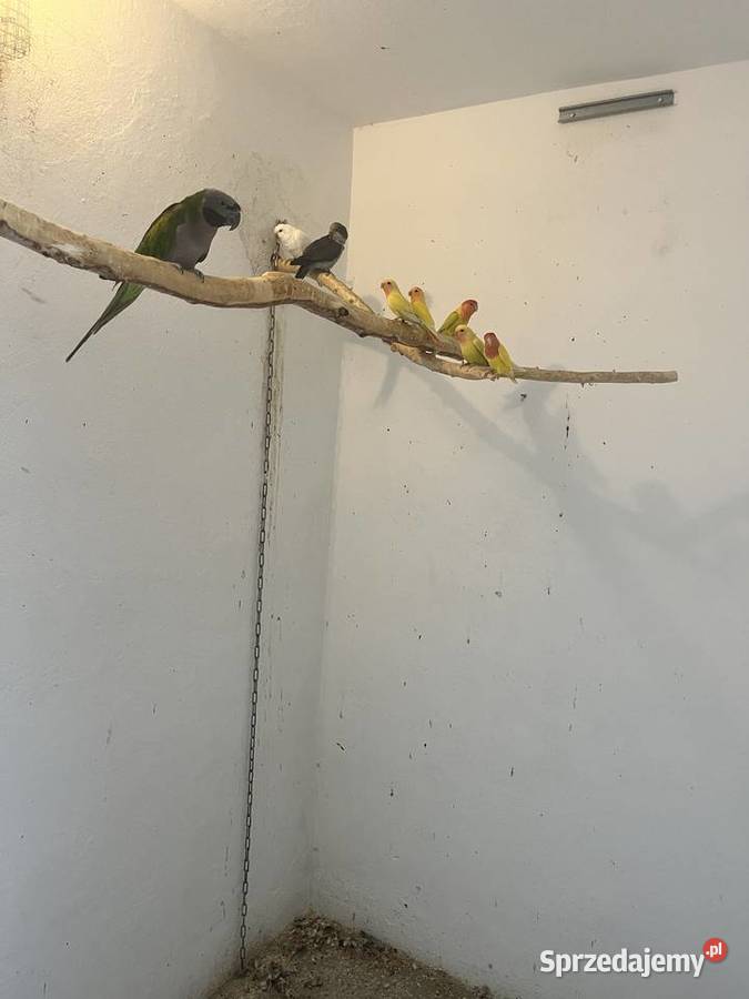 Papugi nierozłączki nimfy Mnichy śląskie Skrzyszów sprzedam