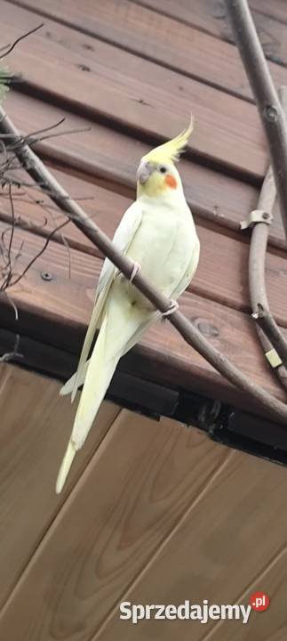 Młode papużki Nimfy Lutino Kwaczała