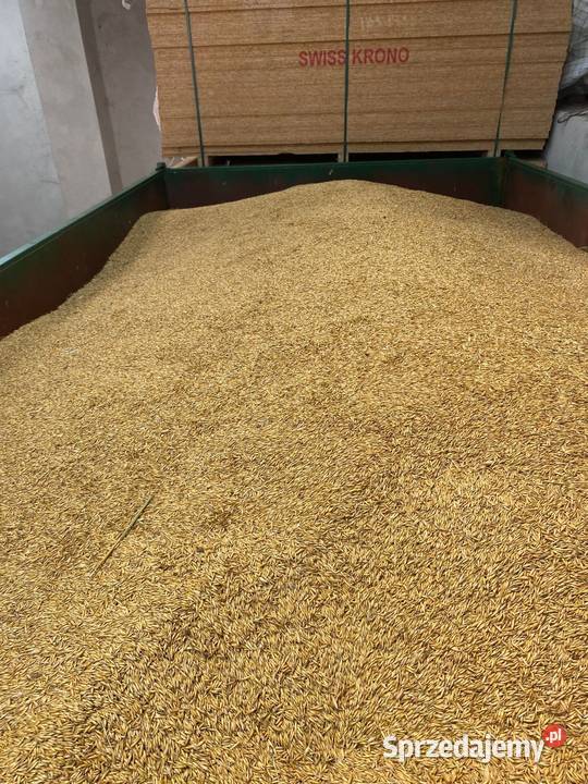 Owies bongo 2025 Stany