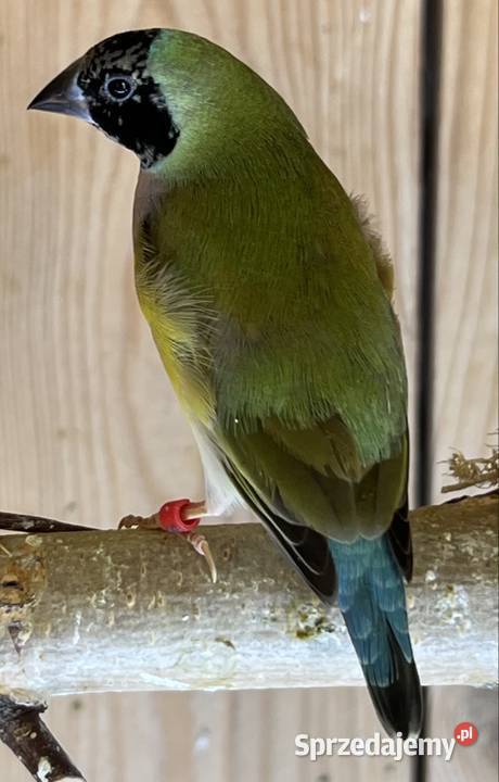 Amadyna wspaniała samiczka 2025r Ptaki Ruda Śląska