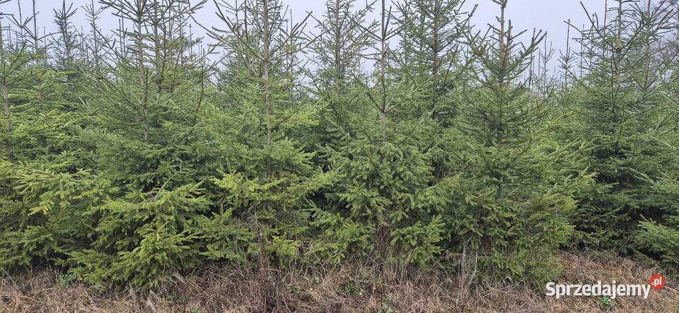 Choinki Swiateczne Swierk Pospolity Plantacja Cekcyn sprzedam