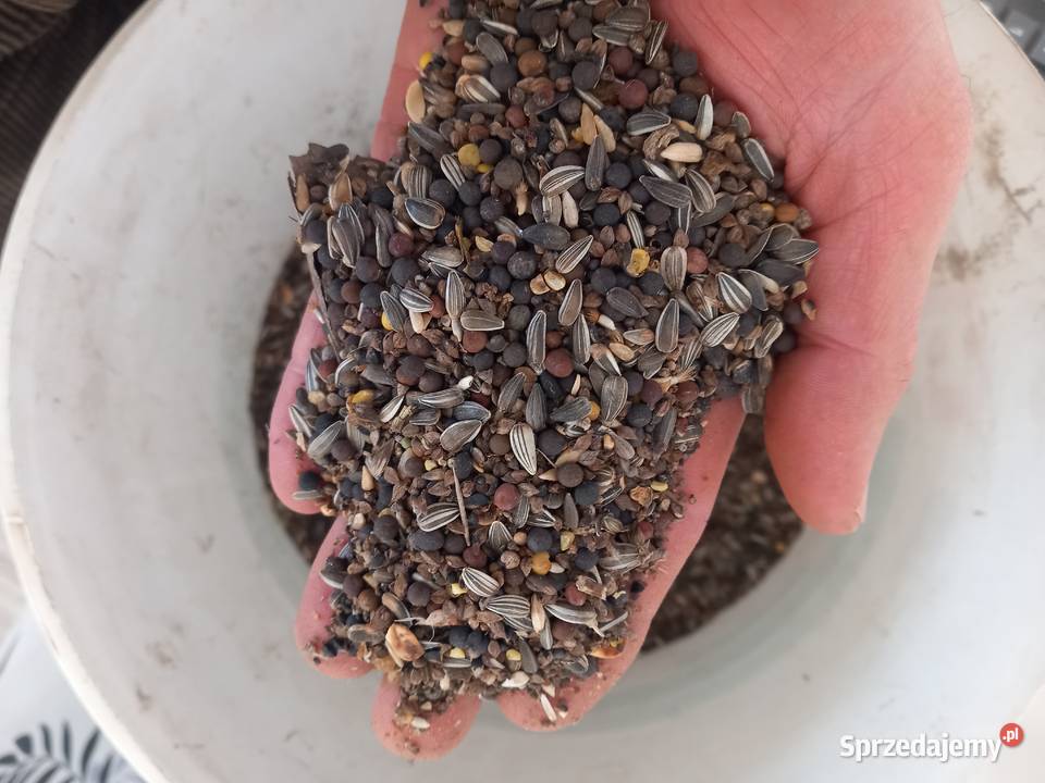 Słonecznik mieszanka zachodniopomorskie Łobez