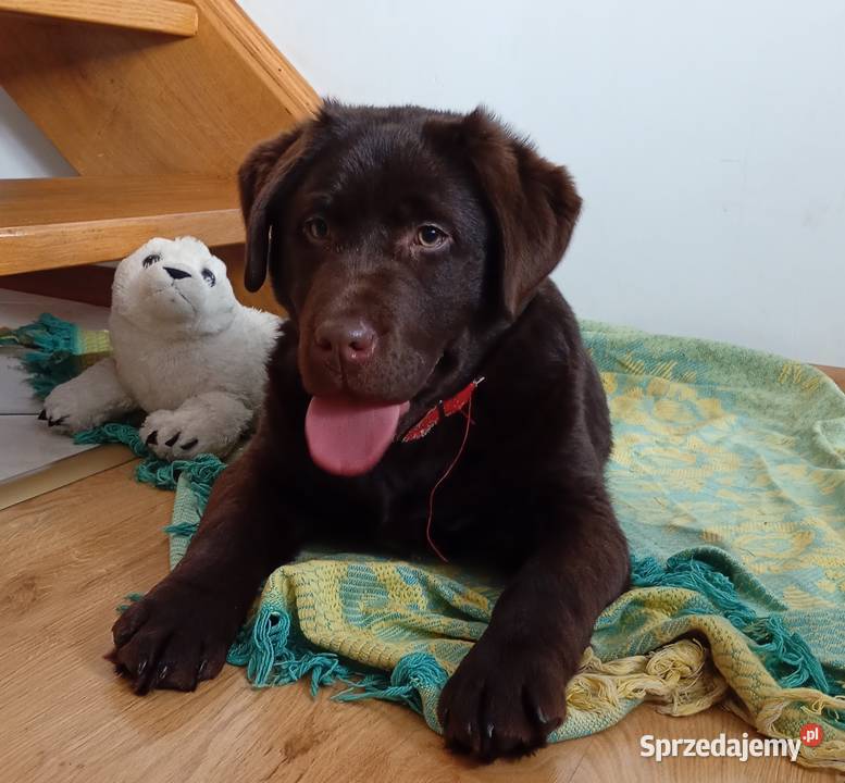 Labrador Retriever suczka Stara Rokitnia