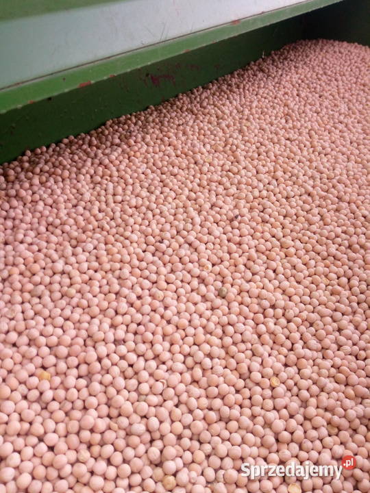groch groszek siewny Pińczów