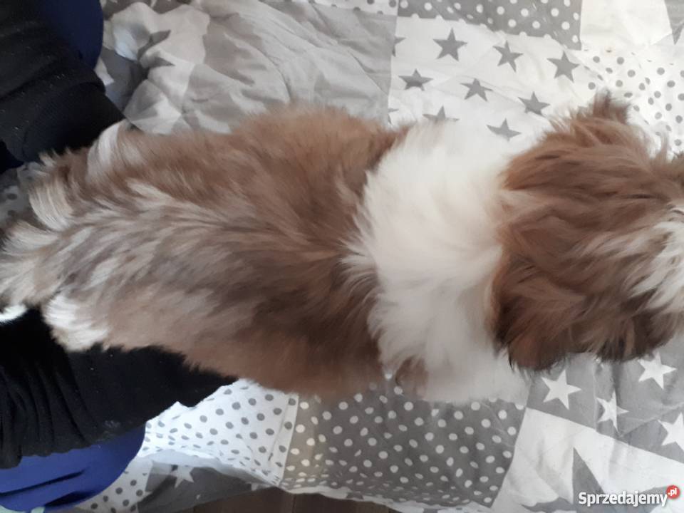 Sprzedam shih tzu Szczecin