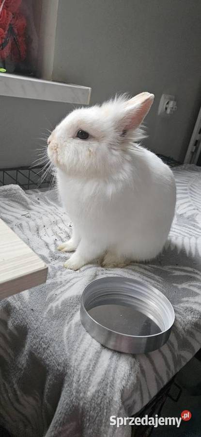 Królik miniaturka Końskie sprzedam