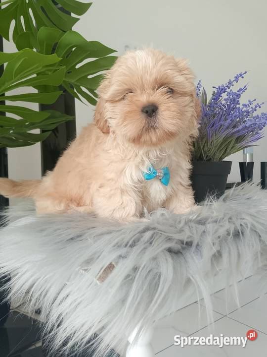 Unikatowy piesek rasy ShihTzu