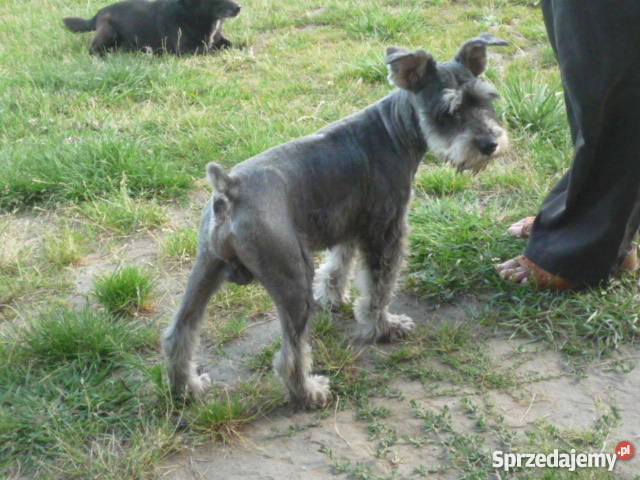 Sznaucer Miniaturkakrycie Sochaczew