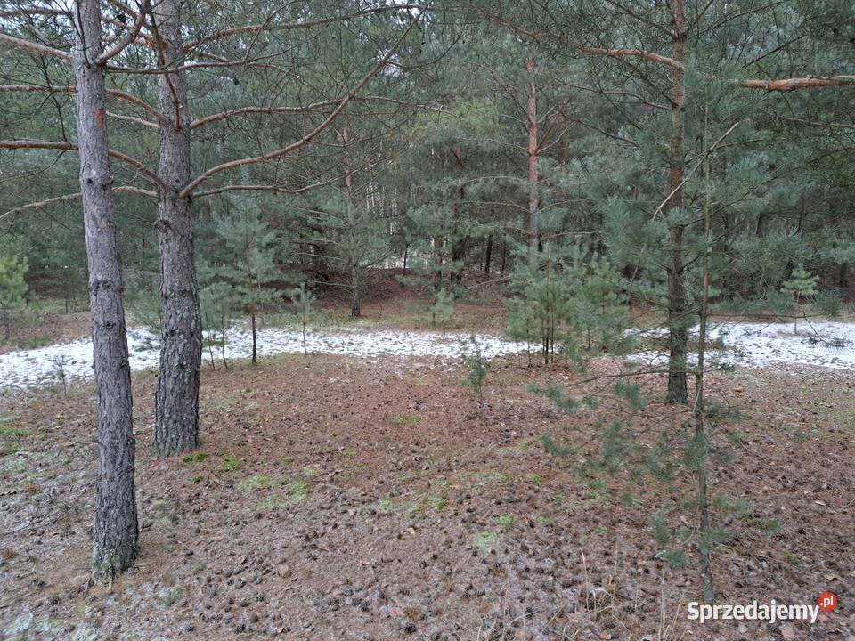 PUSZCZA NOTECKA TANIO Sprzedam bezpośrednio Klempicz