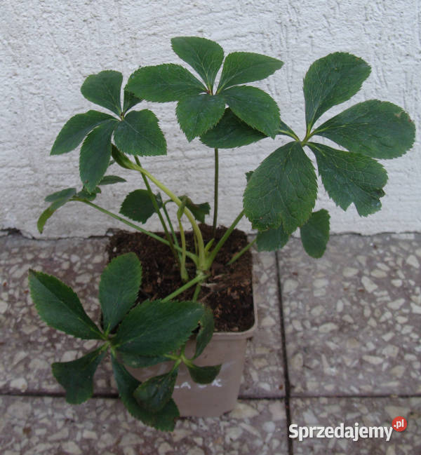 CIEMIERNIK WSCHODNI SINGLE BLACK sadzonki w Ustronie