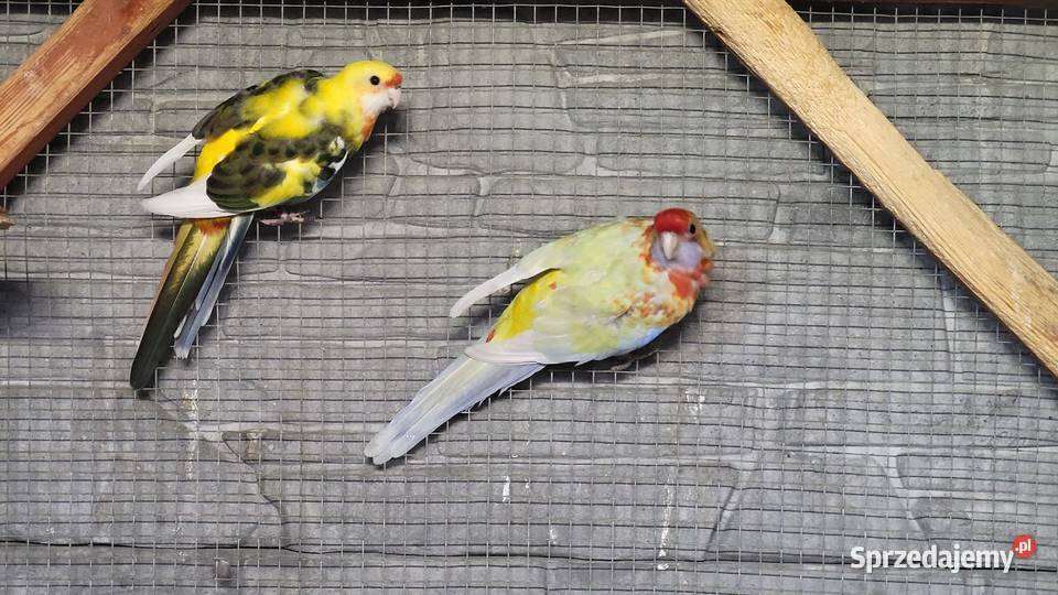 Rozelle królewskie para lęgowa lubuskie