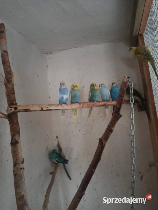 Sprzedam papugi faliste Ptaki