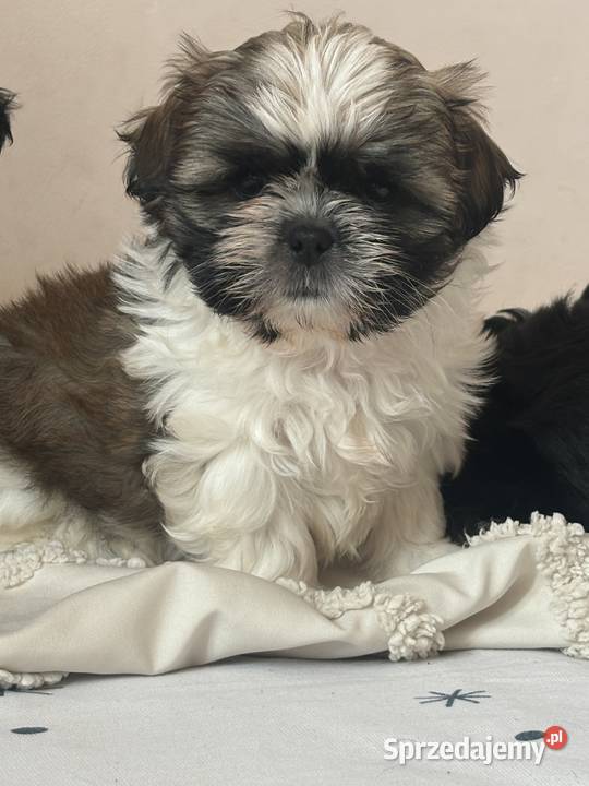 Shih tzu gotowe do odbioru Żmigród
