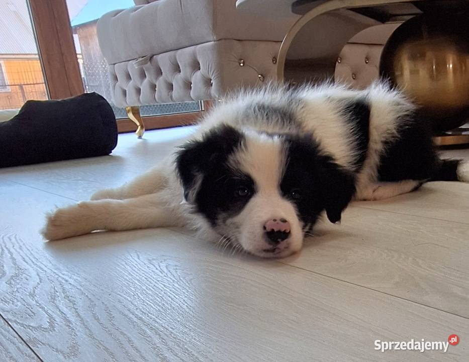 Border collie piesek do odbioru Pozostałe Jabłonka