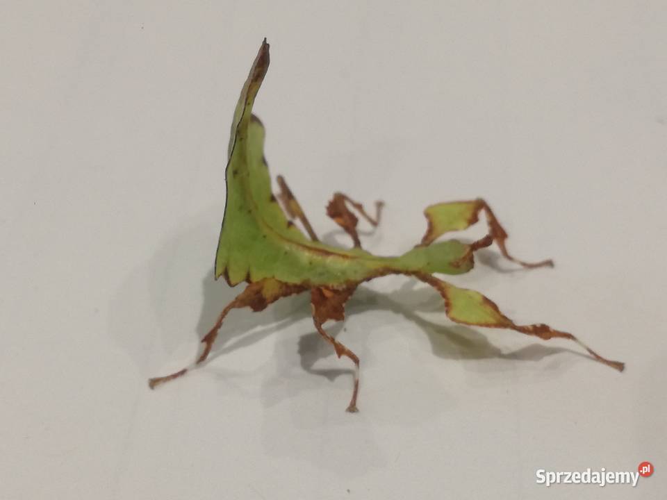 liściec olbrzymi w Gliwicach Pozostałe Gliwice