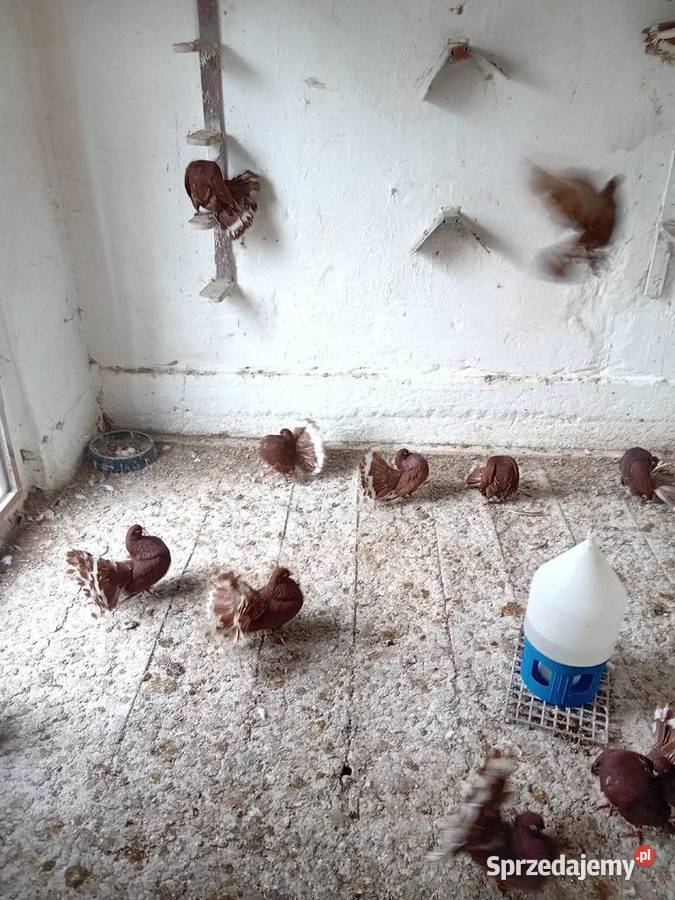 Pawiki czerwone na lęcie Ptaki Siedlce sprzedam