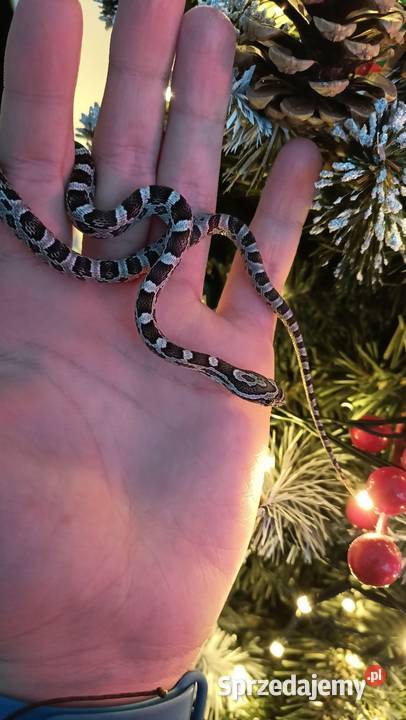 Wąż zbożowy Warszawa