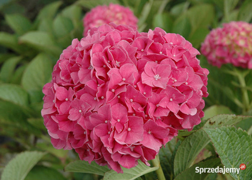 HORTENSJA GLOWING EMBERS sadzonki w doniczkach Liściaste kujawsko-pomorskie Ustronie