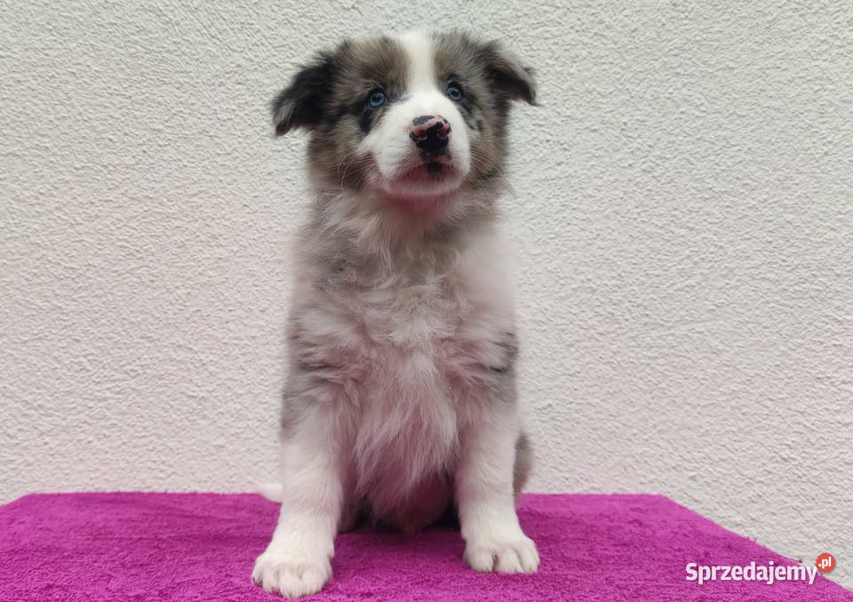 Piękny pies BORDER COLLIE z Hodowli Rasowy z podkarpackie Iwonicz