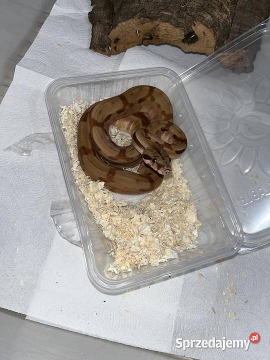 Samica Boa Cesarskiego śląskie Gliwice