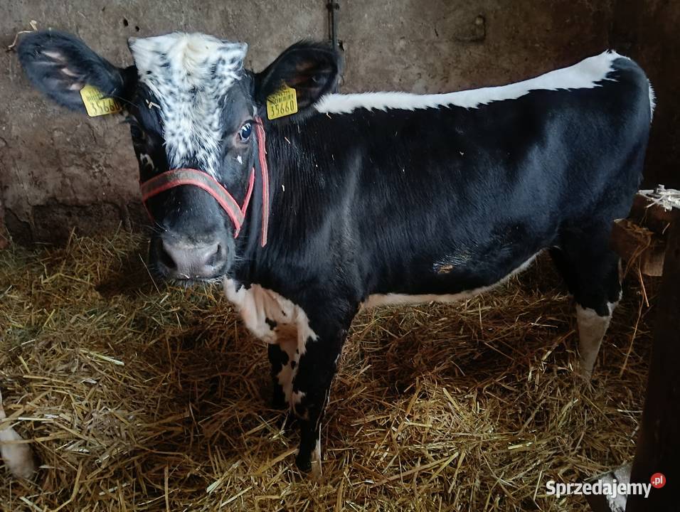 Sprzedam Jałówki Grodzisk Mazowiecki