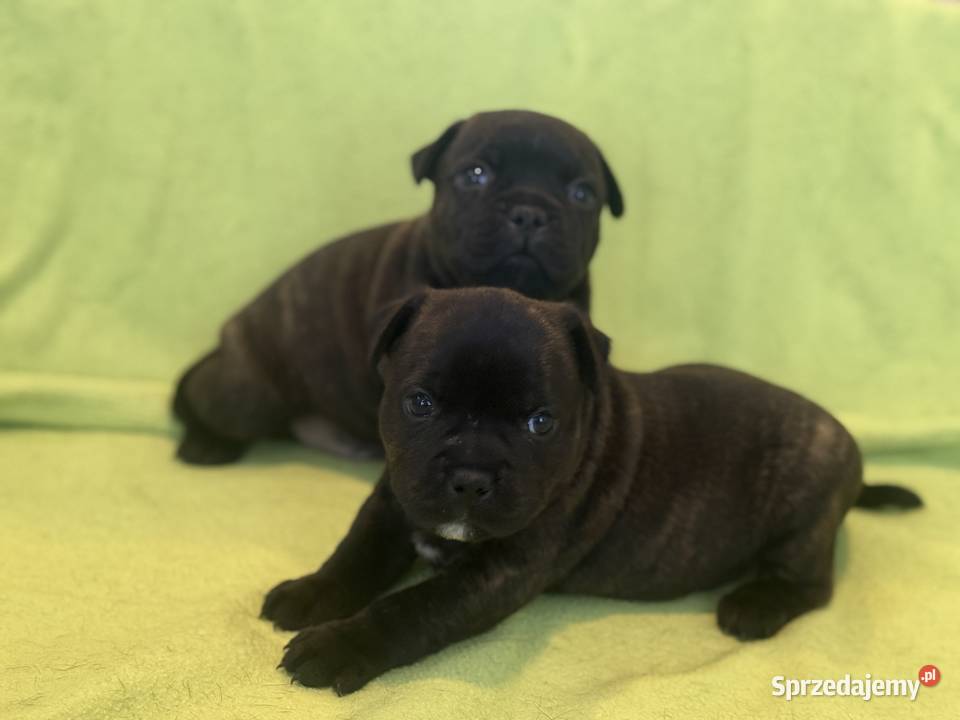 Staffik Staffordshire Bull Terrier ZKwP Pozostałe Sieradz