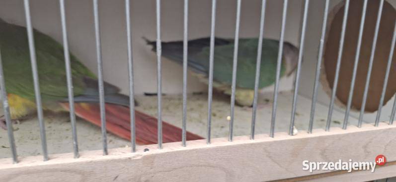 Rodzinka rudosterel śląskie Chudów sprzedam