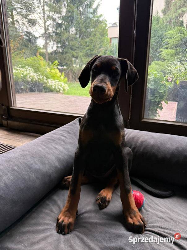 Szczenięta dobermana Championie z doskonałym Lublin sprzedam