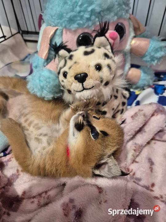 Karakal stepowy caracal młode koty łagodne Pozostałe Pasłęk