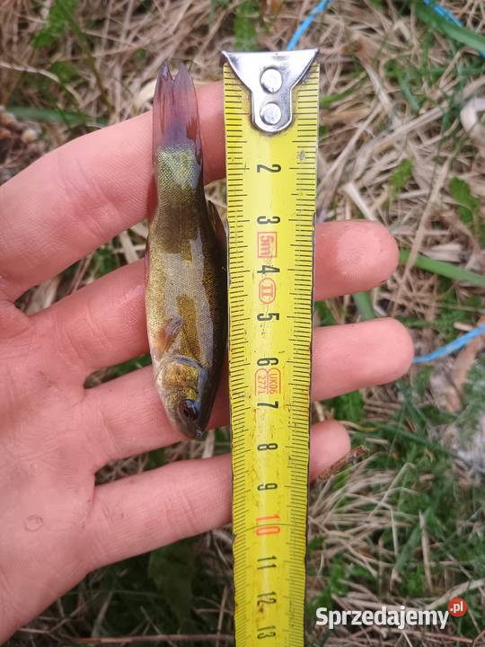 Lin narybek ryby do stawu oczka wodnego Chojeniec