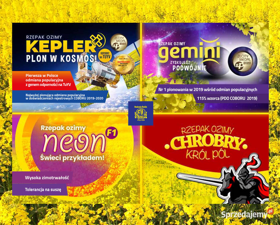 Rzepak Strzelce Gemini Buteo Start sprzedam