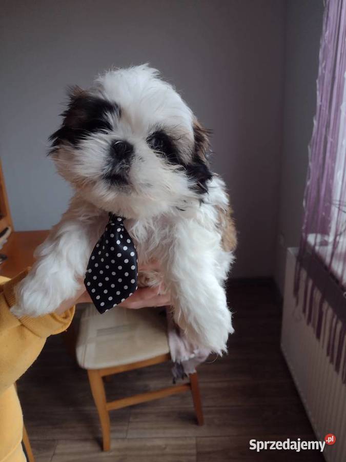 Szczeniaki Shih Tzu Lublin