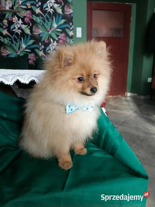 Piękny Mały Szpic Niemiecki doskonała budowa sprzedam