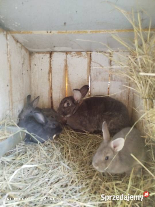 Króliki rasowe i mieszańce