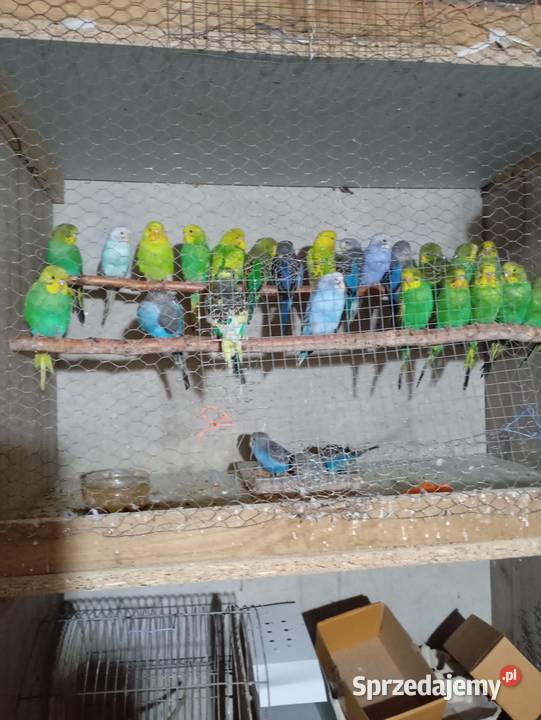 Sprzedam faliste Jasienica