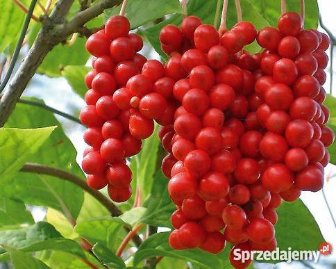 HIT Cytryniec chiński u Nas Poznań