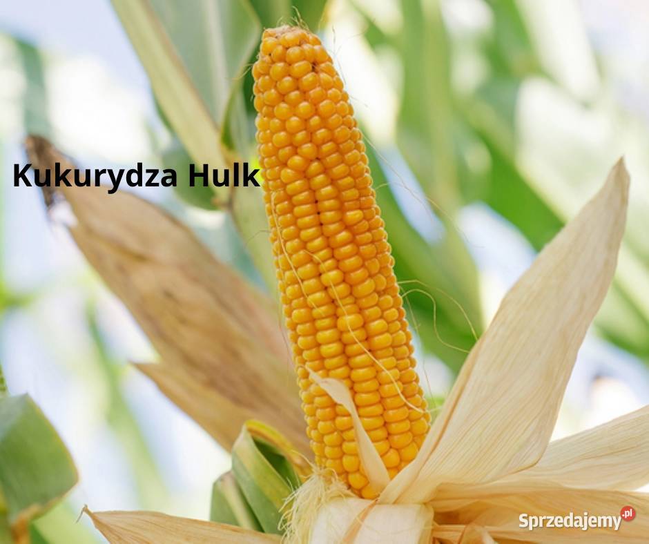 Kukurydza Hulk fao 250