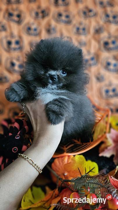 Pomeranian Szpic Miniaturowy piesek BlueWhite Sędziejowice