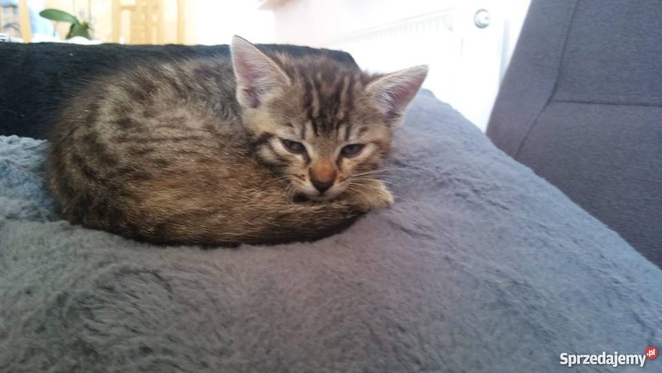 Oddam Kociaki w ręce 3 Brzeg sprzedam