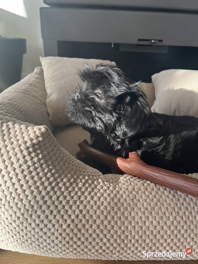 Shih tzu suczka czarna Shih Tzu wielkopolskie