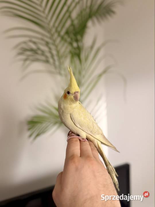 Młodziutka papuga nimfa ręcznie karmiona Gdańsk