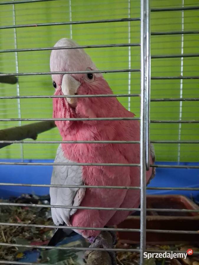 Kakadu papuga papugi Zwierzęta dolnośląskie Kamienna Góra sprzedam