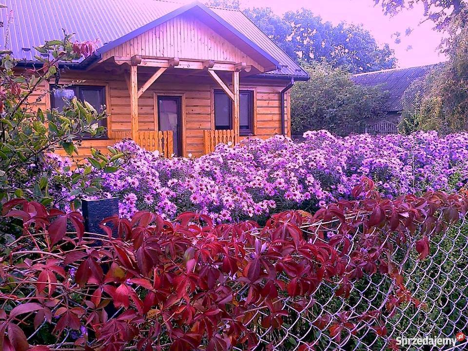 Aster krzaczastyMarcinekMichałek sadzonki Ogród Bidziny